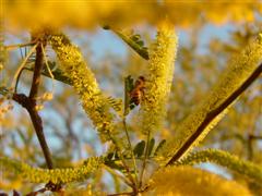 A photo of a bee